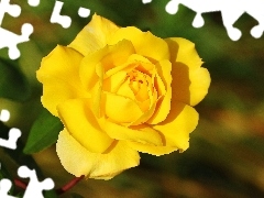 Róża, Żółta