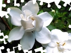 Kwiat, Gardenia, Biały