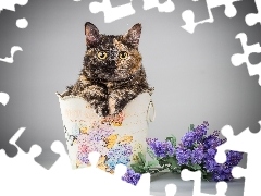 Pojemnik, Kwiaty, Kot