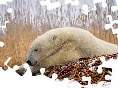 Polarny, Niedźwiedź