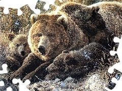 Rodzinka, Niedźwiedzia
