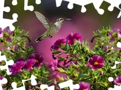 Kwiatki, Koliber