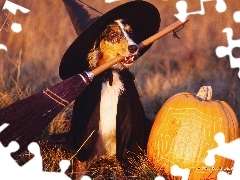 Halloween, Owczarek australijski-australian shepherd, Czarownica