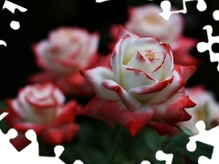 Róże, Biało czerwone