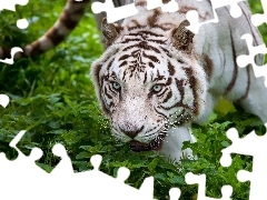 Tygrys, Śnieżny