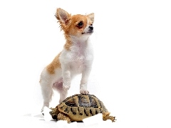 Chihuahua dłógowłosa, Żółw