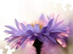 Liliowy, Kwiat, Aster