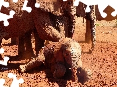 Słoniątko, Słonie