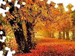 Drzewa, Liście, Jesień, Droga