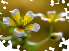 Makro, Biało-Żółty, Kwiat