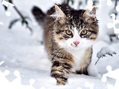 Zima, Śnieg, Kot