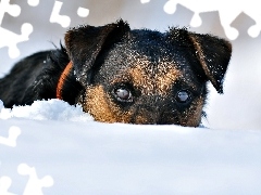 Pies, Myśliwski, Niemiecki, Śnieg, Terier