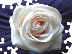Róża, Kwiat, Biała