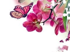 Kwiaty, Motyle, Zwierzęta, Storczyki, Owady