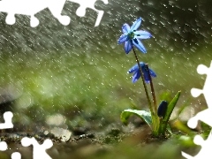 Deszcz, Kwiat, Cebulica Syberyjska, Niebieski