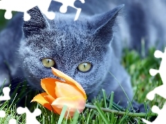 Tulipan, Trawa, Kot