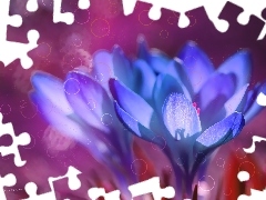 Kółeczka, Kwiaty, Krokusy, Niebieskie
