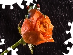 Róża, Deszcz, Żaba