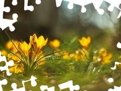 Krokusy, Kwiaty, Żółte