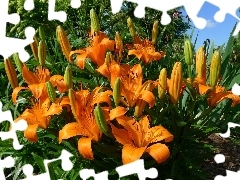 Lilie tygrysie, Klomb, Kwiaty