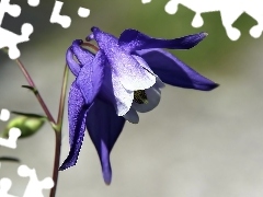 Kwiatek, Niebieski