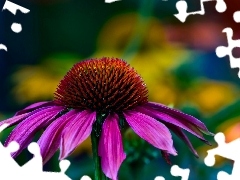 Echinacea, Jeżówka, Kwiat