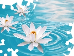 Kwiaty, Lilia wodna, Piękne