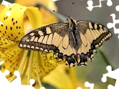Lilia tygrysia, Motyl