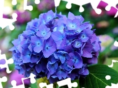 Niebieska, Hortensja, Kwiat