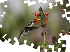 Kwiat, Koliber