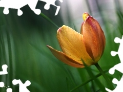 Kwiat, Płatki, Tulipan