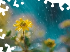 Kwiatek, Deszcz, Żółty