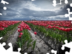 Tulipany, Uprawa, Czerwone