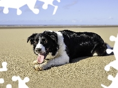 Plaża, Collie, Pies, Morze, Pasterski
