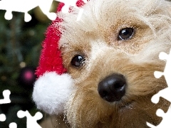 Yorkshire Terrier, Święta, Pies, Mikołaj