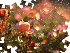 Krople, Deszcz, Róże, Kwiaty