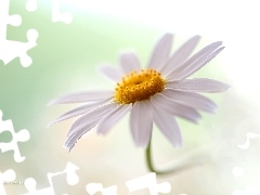 Biały, Kwiat, Margerytka