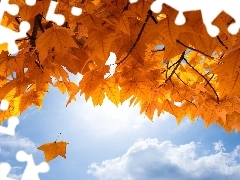 Jesień, Niebo, Liście