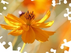 Żółty, Kwiat, Kosmos Siarkowy