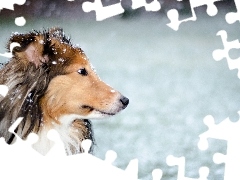 Futro, Śnieg, Pies