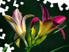 Liliowce, Kwiaty
