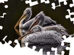 Pelikany, Ptaki