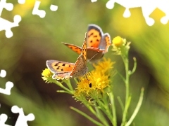 Kwiaty, Owady, Motyle, Czerwończyki