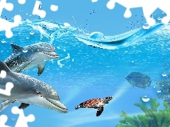 Woda, Żółw, Dwa, Delfiny