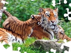 Rodzina, Tygrysia