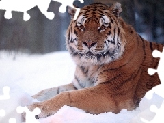 Śnieg, Tygrys