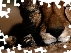 Gepard, Śpiący