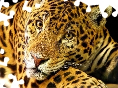 Cętki, Jaguar