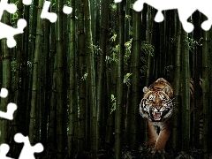 Bambus, Tygrys
