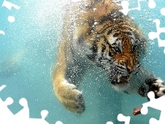 Wodą, Pod, Wściekły, Tygrys